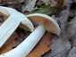 Nagy döggomba (Entoloma sinuatum), Budai-hegység
